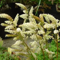 ARUNCUS aethusifolius - Barbe de Bouc