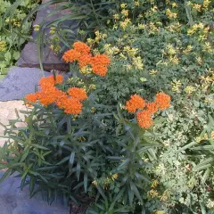 ASCLEPIAS tuberosa - Asclépiade tubéreuse