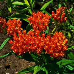 ASCLEPIAS tuberosa - Asclépiade tubéreuse