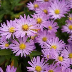 ASTER dumosus 'Anneke'