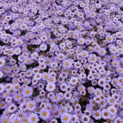 ASTER dumosus 'Lady in Blue'