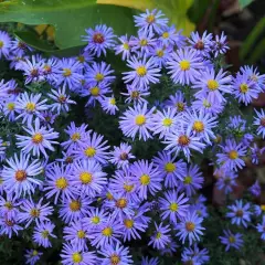 ASTER dumosus 'Lady in Blue'