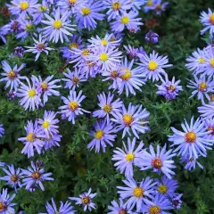 ASTER dumosus 'Lady in Blue'