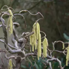 CORYLUS avellana 'Contorta' - Noisetier tortueux 'Contorta'