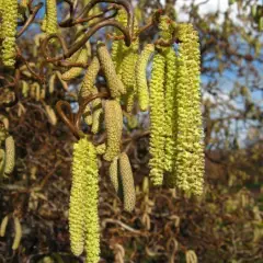 CORYLUS avellana 'Contorta' - Noisetier tortueux 'Contorta'