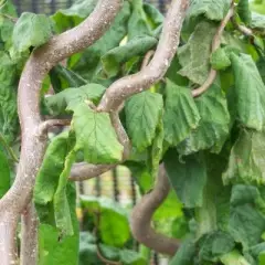 CORYLUS avellana 'Contorta' - Noisetier tortueux 'Contorta'