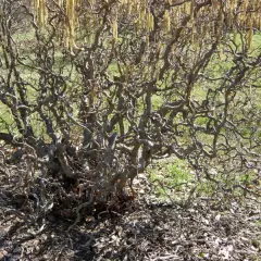 CORYLUS avellana 'Contorta' - Noisetier tortueux 'Contorta'
