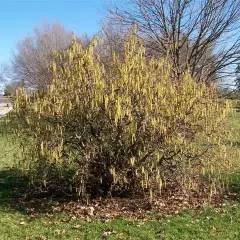 CORYLUS avellana 'Contorta' - Noisetier tortueux 'Contorta'