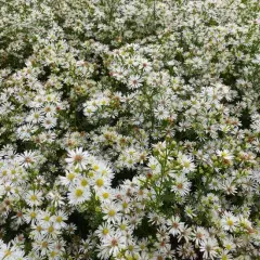 ASTER pringlei 'Monte Cassino'