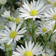 ASTER pringlei 'Monte Cassino'