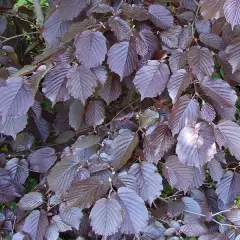 CORYLUS avellana 'Maxima Purpurea' - Noisetier pourpre