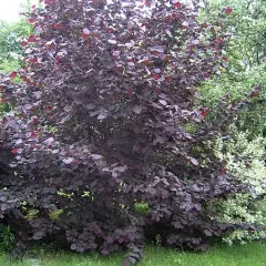 CORYLUS avellana 'Maxima Purpurea' - Noisetier pourpre