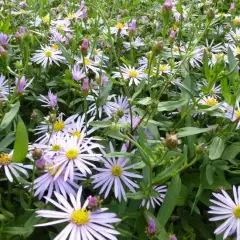 ASTER pyrenaeus 'Lutetia' - Aster d'été