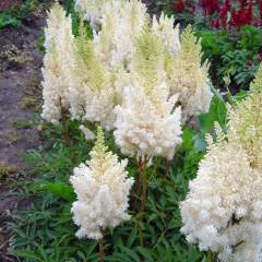 ASTILBE arendsii 'Weisses Gloria' - Astilbe d'Arend's