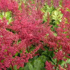 ASTILBE japonica 'Red Sentinel' - Astilbe japonaise