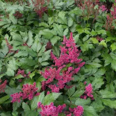 ASTILBE japonica 'Red Sentinel' - Astilbe japonaise