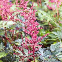 ASTILBE japonica 'Red Sentinel' - Astilbe japonaise