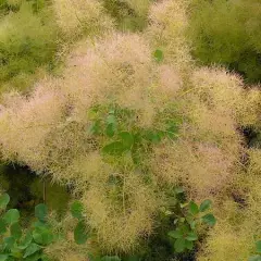 COTINUS coggygria - Arbre à perruques