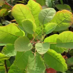 COTINUS coggygria - Arbre à perruques