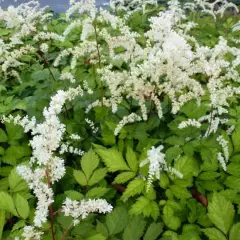 ASTILBE thunbergii ' Prof. van der Wielen' - Astilbe de Chine