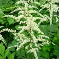 ASTILBE thunbergii ' Prof. van der Wielen' - Astilbe de Chine