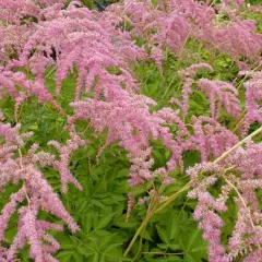 ASTILBE thunbergii 'Straussenfeder' - Astilbe de Chine