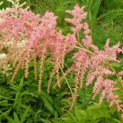 ASTILBE thunbergii 'Straussenfeder' - Astilbe de Chine