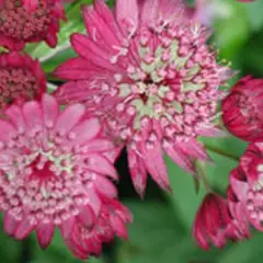 ASTRANTIA major 'Lars' - Grande Astrance