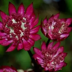 ASTRANTIA major 'Lars' - Grande Astrance