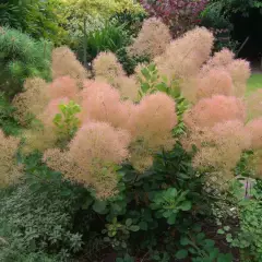 COTINUS coggygria 'Young Lady' - Arbre à perruques nain