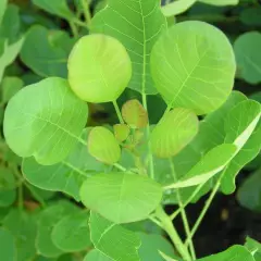 COTINUS coggygria 'Young Lady' - Arbre à perruques nain