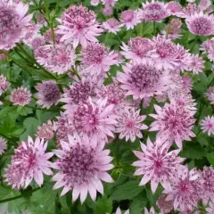 ASTRANTIA major 'Roma'® - Grande Astrance