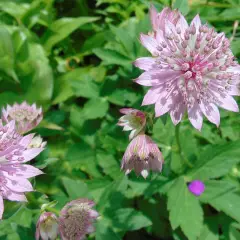 ASTRANTIA major 'Roma'® - Grande Astrance