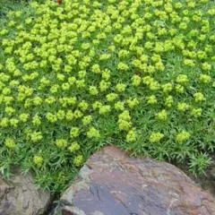 AZORELLA trifurcata - Azorelle