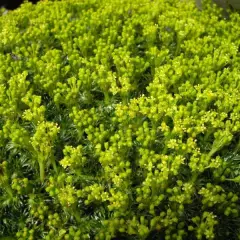 AZORELLA trifurcata - Azorelle