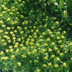 AZORELLA trifurcata - Azorelle