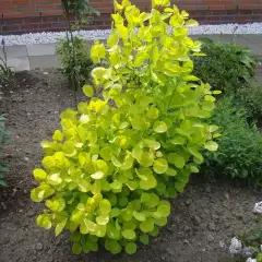 COTINUS coggygria 'Golden Spirit' - Arbre à perruques dorée