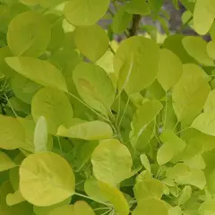 COTINUS coggygria 'Golden Spirit' - Arbre à perruques dorée