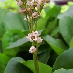 BERGENIA 'Baby Doll' - Plante du Savetier