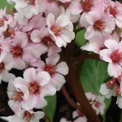 BERGENIA 'Baby Doll' - Plante du Savetier