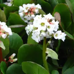 BERGENIA 'Bressingham white'