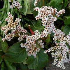 BERGENIA 'Bressingham white'