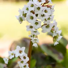 BERGENIA 'Bressingham white'