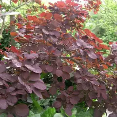 COTINUS coggygria 'Royal Purple' - Arbre à perruques rouge