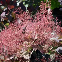 COTINUS coggygria 'Royal Purple' - Arbre à perruques rouge