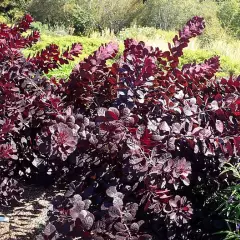 COTINUS coggygria 'Royal Purple' - Arbre à perruques rouge