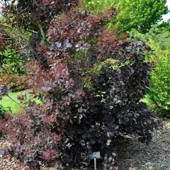 COTINUS coggygria 'Royal Purple' - Arbre à perruques rouge