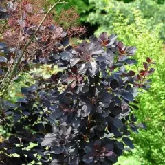 COTINUS coggygria 'Royal Purple' - Arbre à perruques rouge