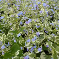 BRUNNERA macrophylla 'Variegata' - Buglose de Sibérie