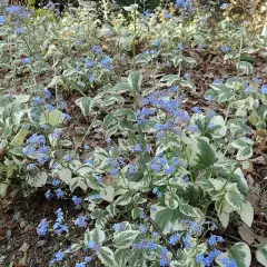 BRUNNERA macrophylla 'Variegata' - Buglose de Sibérie